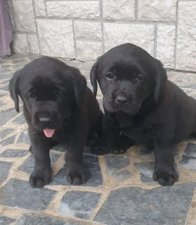 oglasi, Labrador retriver